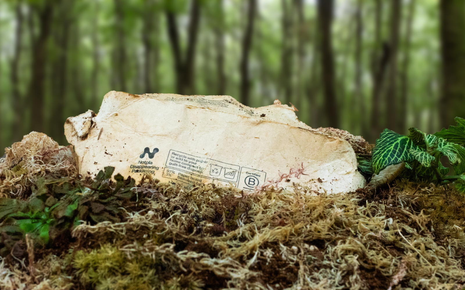 Can Seaweed Replace Plastic? Notpla’s Packaging Says Yes!