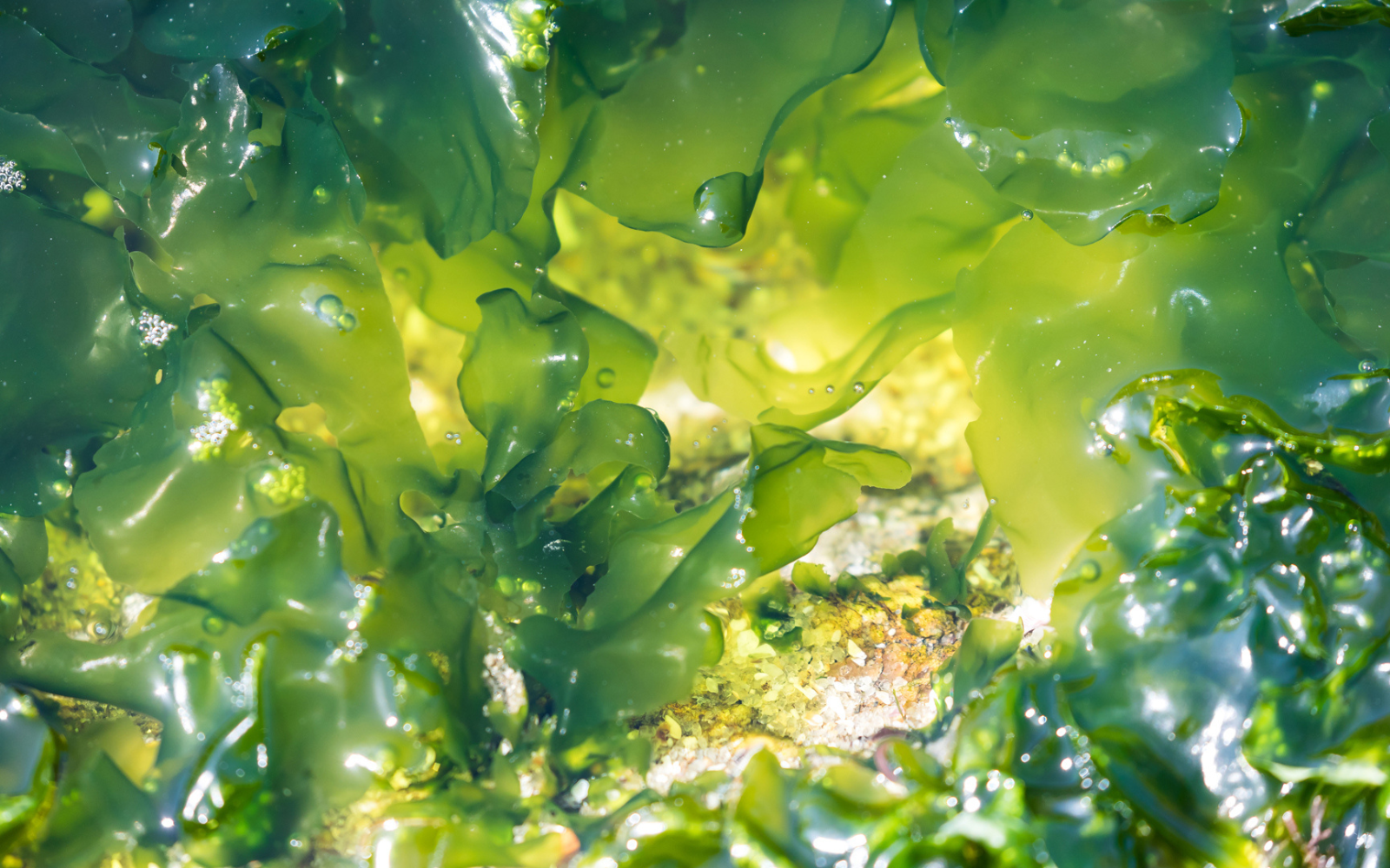 Replacing Plastic with Seaweed in Perth!