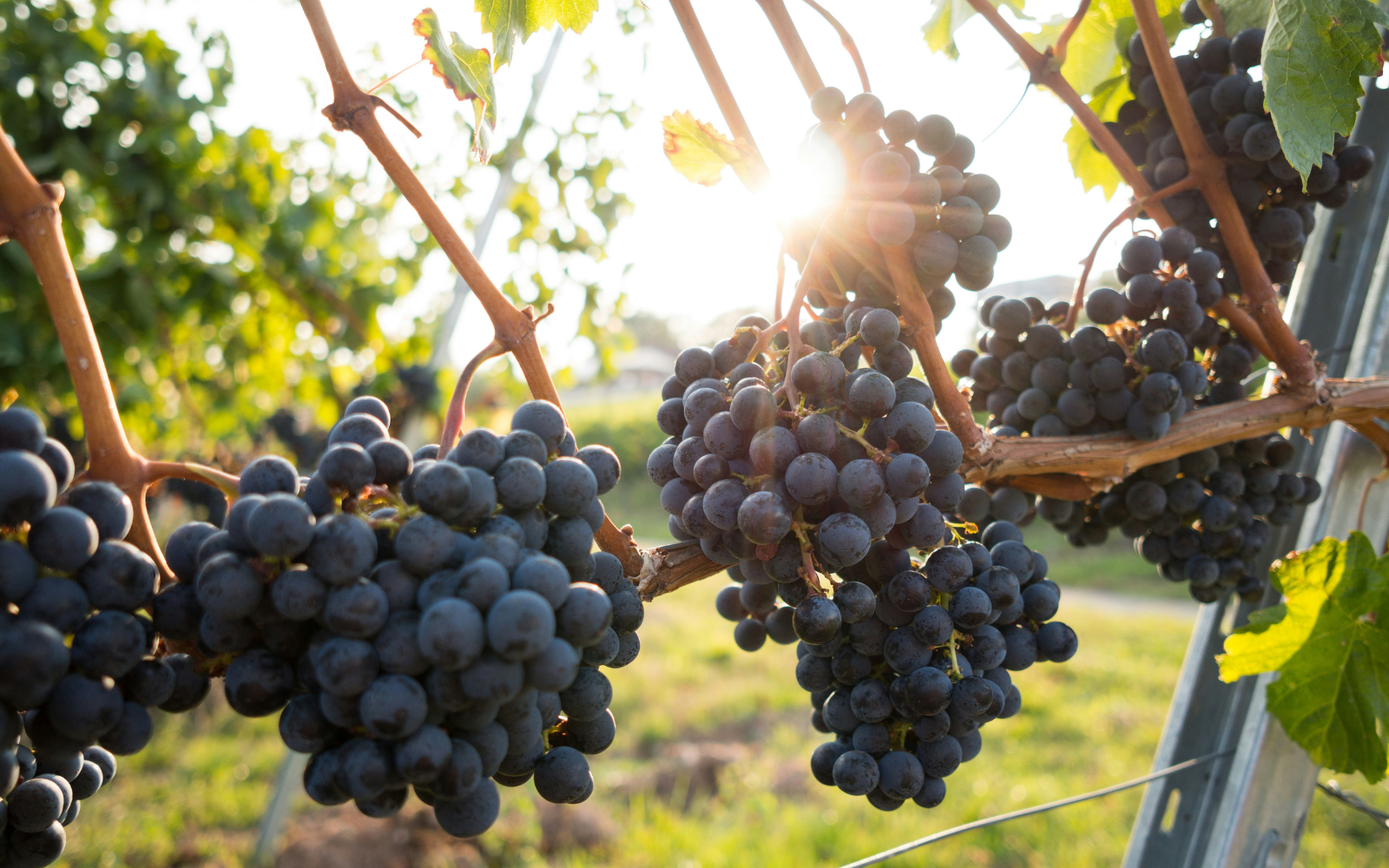 From Vineyard to Shopping Bag: Grapevines Could Be the Plastic-Free Future