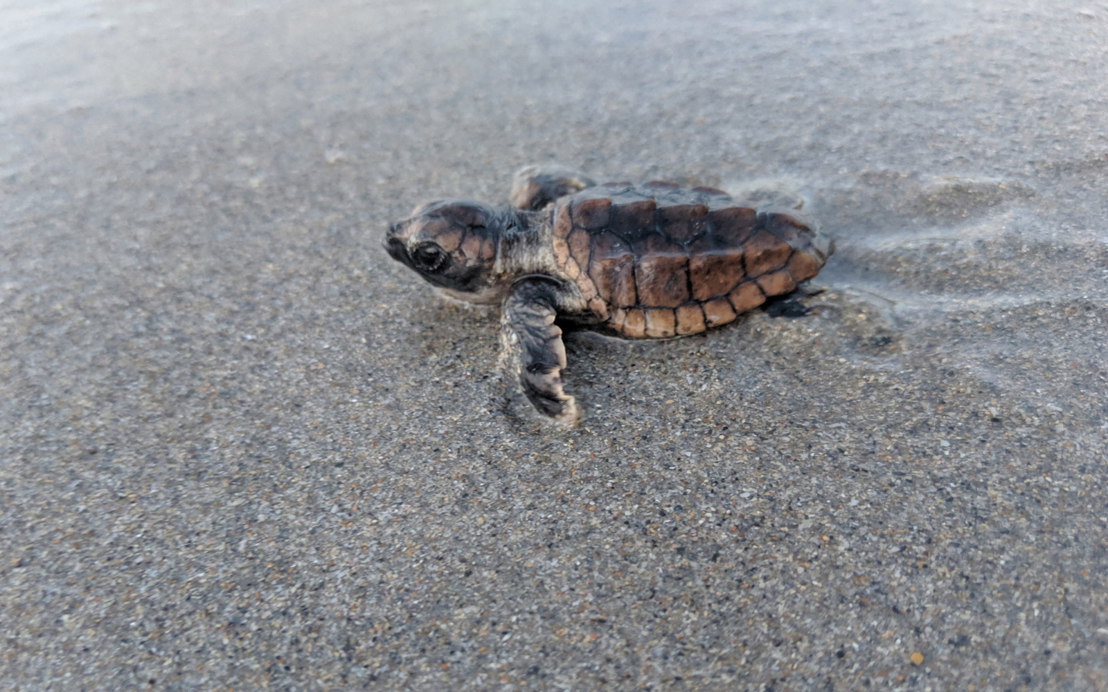 Queensland Volunteers Clear the Way for Hatchlings