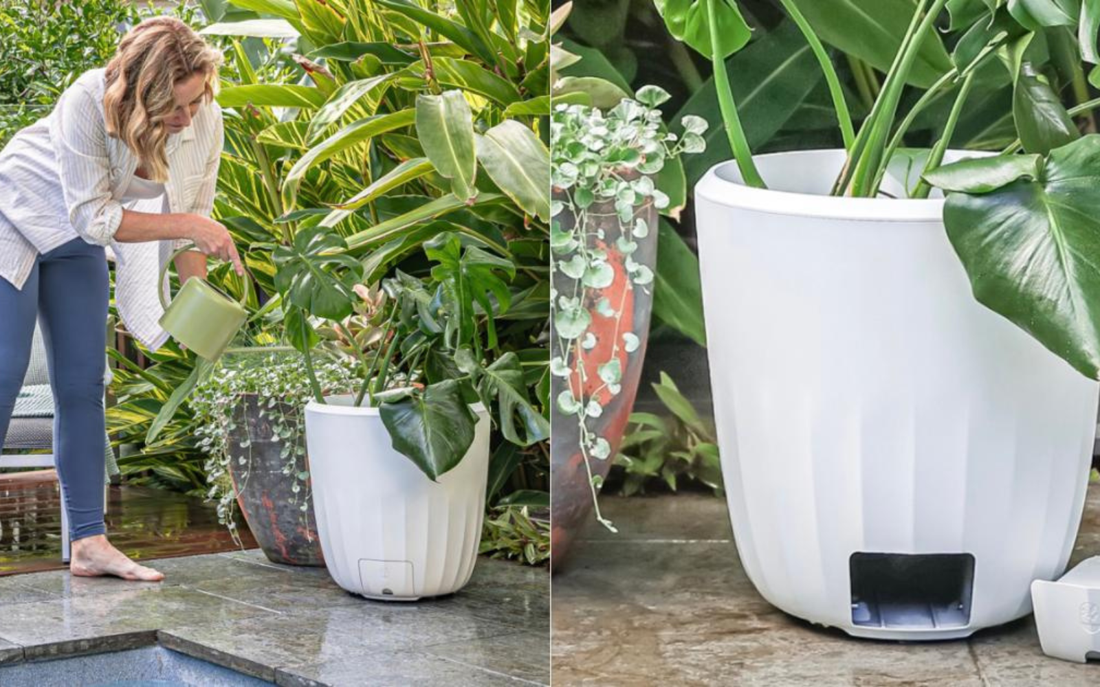Rooting for Success: How PerkyPod is Changing the Game for Plant Care