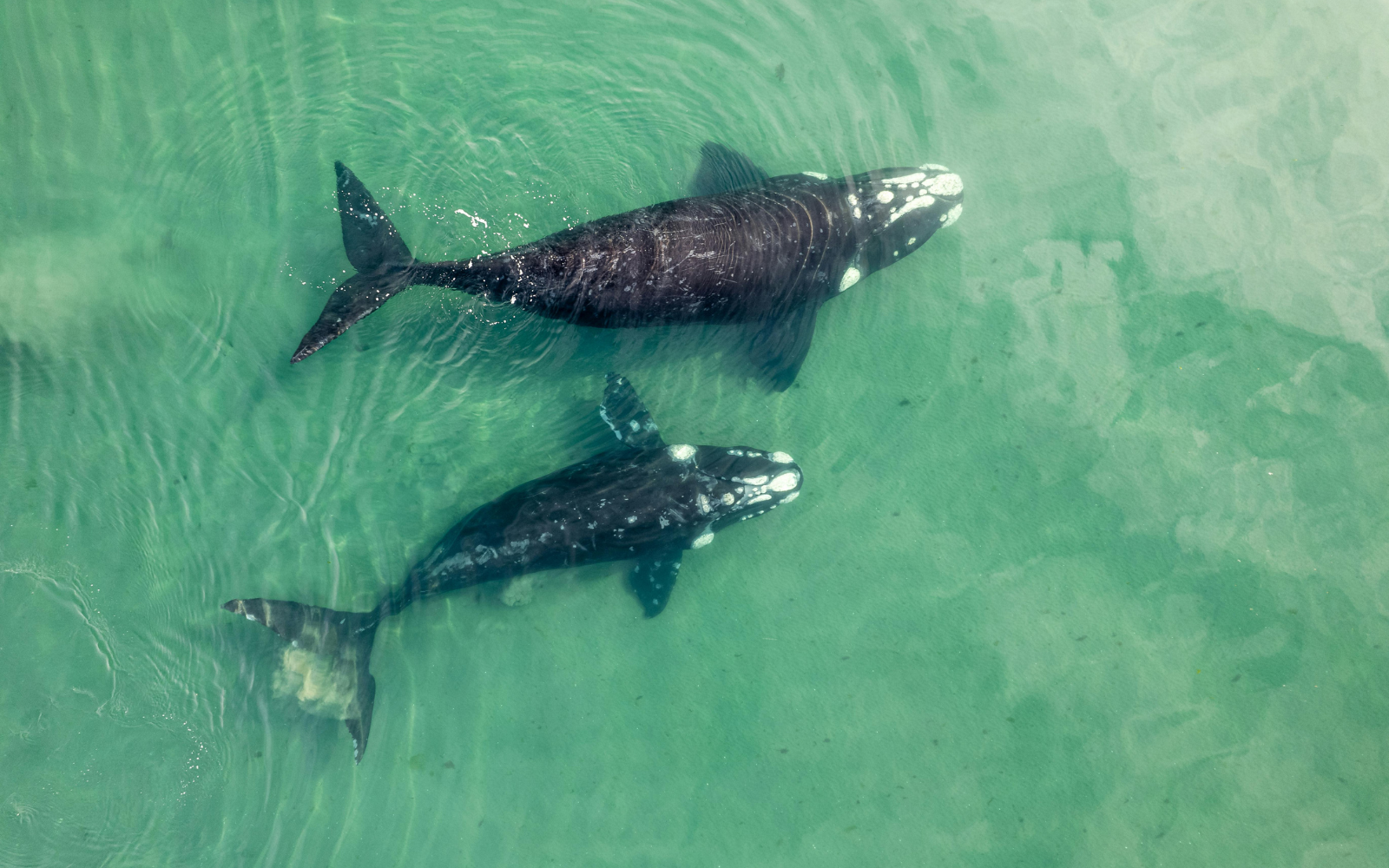 Turning the Tide: How a Whale's Newborn Signals Hope for Our Oceans