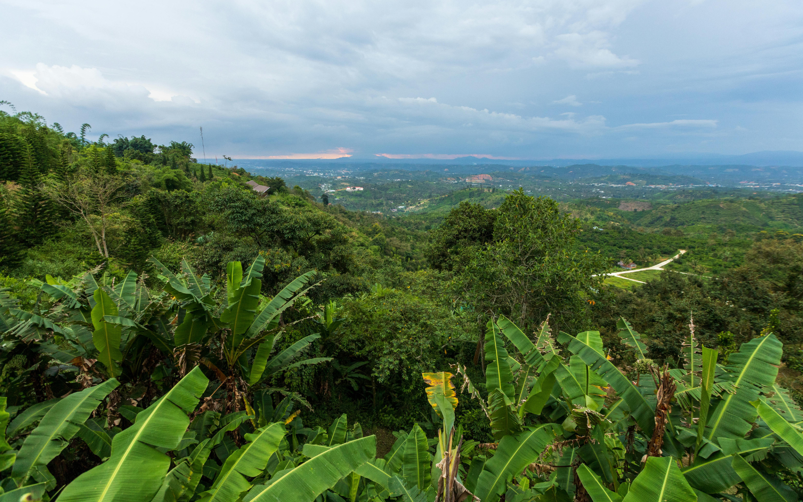 Aussie Couple Transform Banana Farm Into Pristine Rainforest…