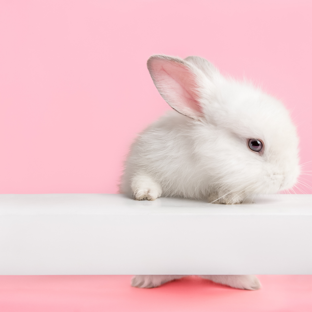 What you need to know about animal testing