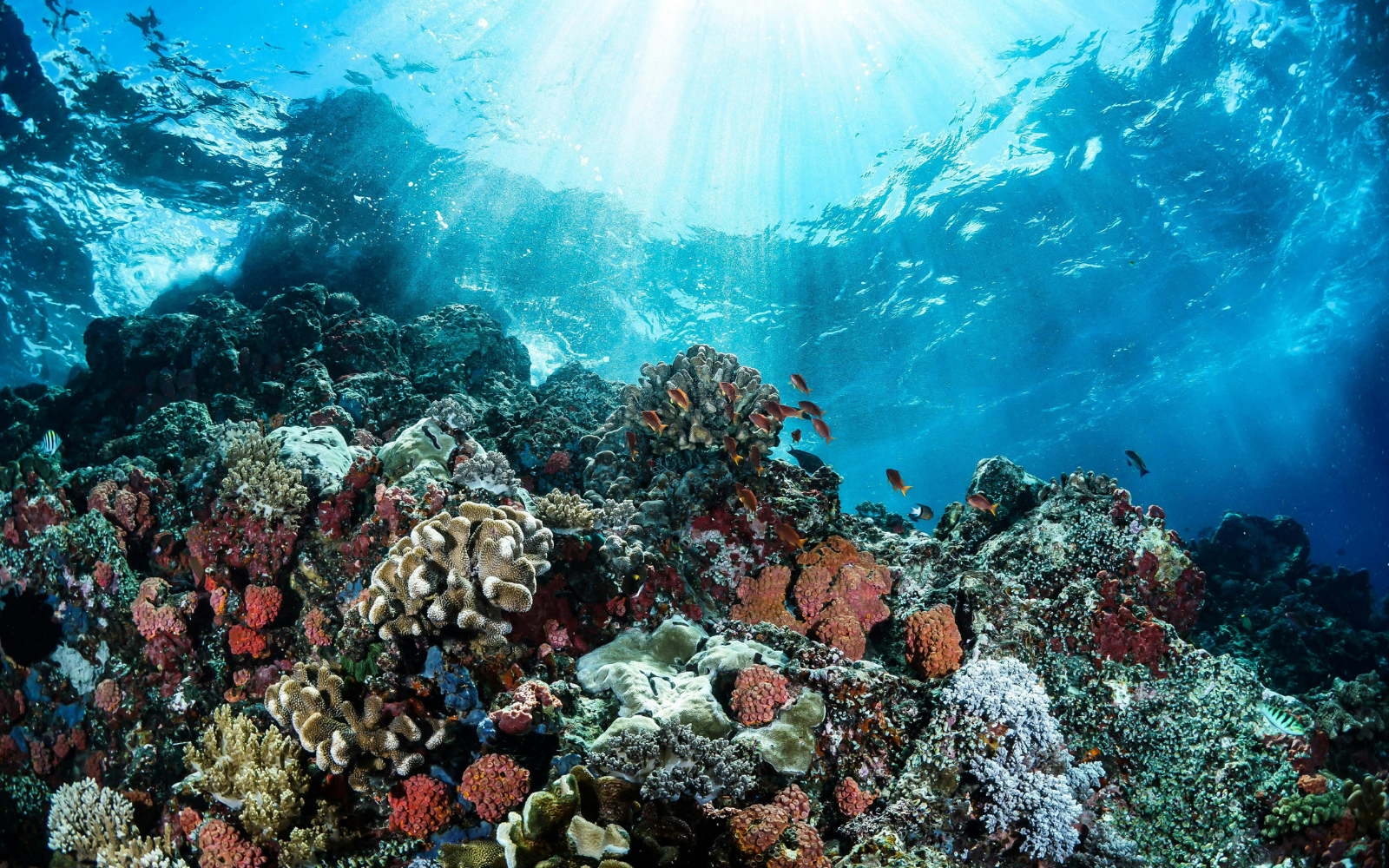Busselton jetty Home to Cancer Fighting Coral