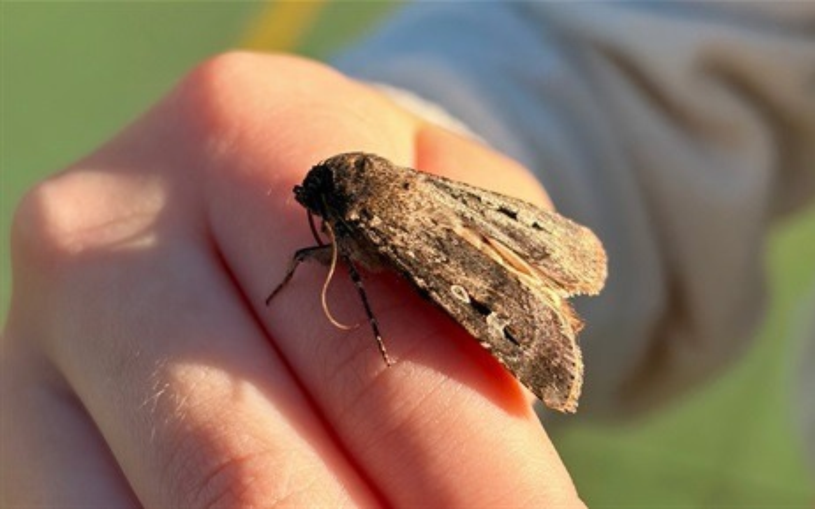 Why Are There So Many Moths in NSW? It’s Good News, Actually