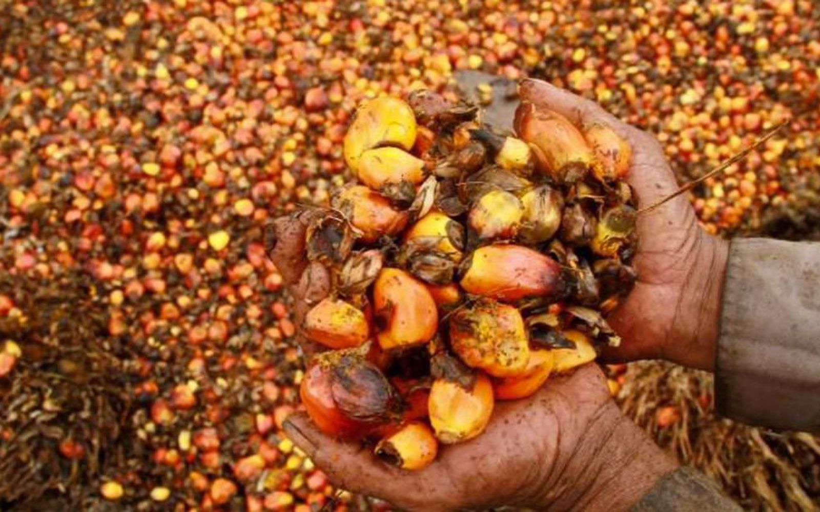 What You Need To Know About Palm Oil: Featuring Tom Hiney From Sunbutter!