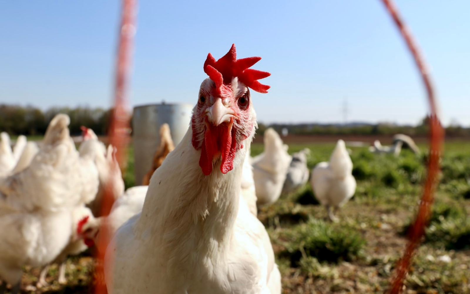 Turning-Chicken-Poo-Into-Power