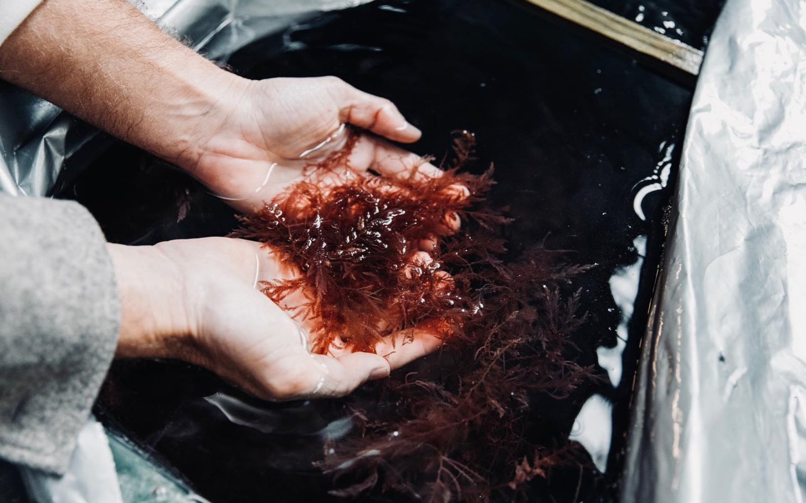 Sea Forest Good Earth News Blog Earth Month