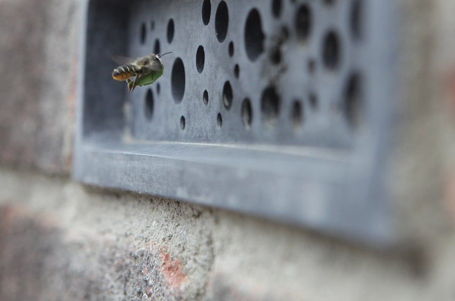 House Bricks Paving The Way For The Future of Bees!
