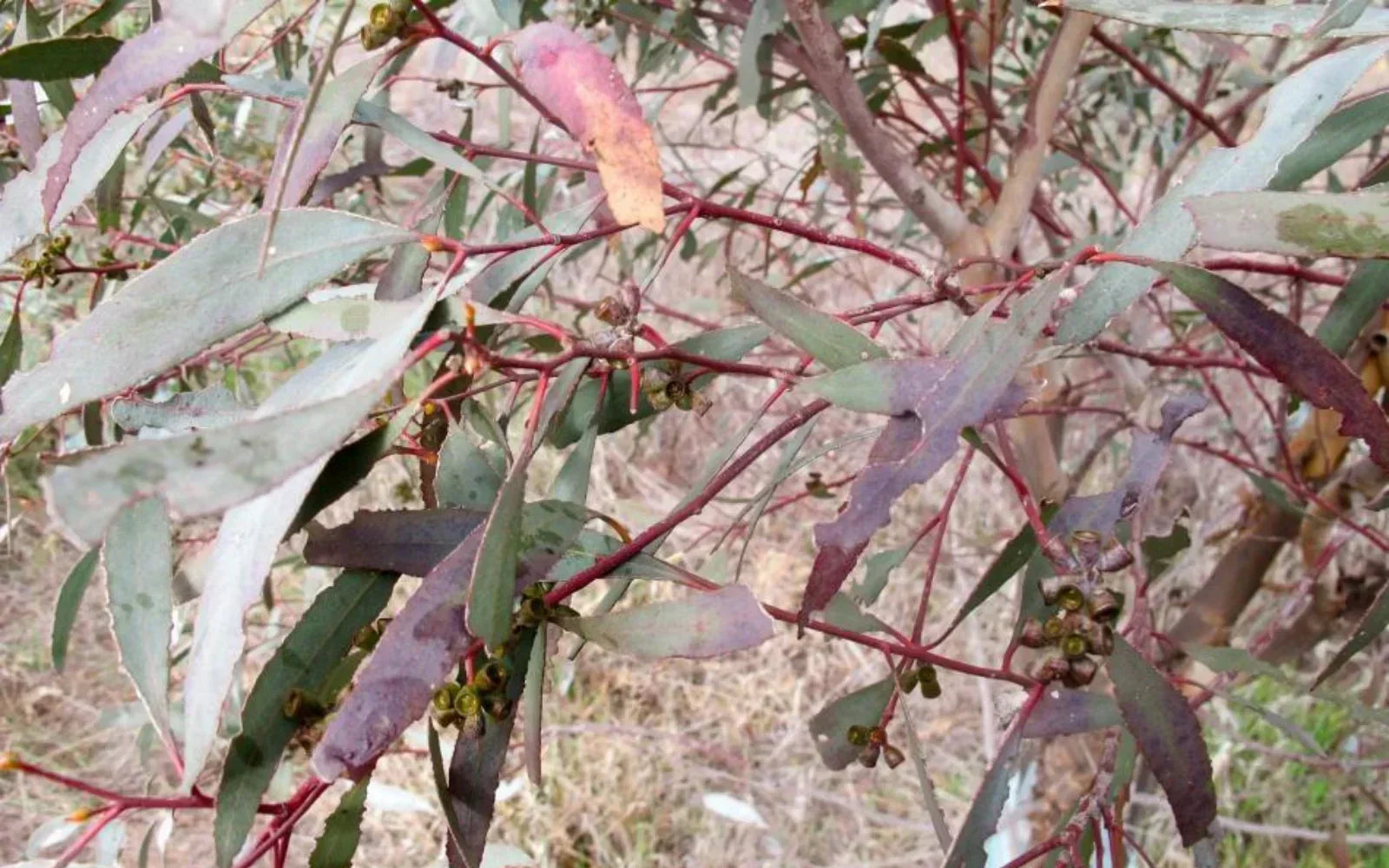 Bosisto's Is Branching Out: How an Aussie Icon Is Growing Eucalyptus Oil Production