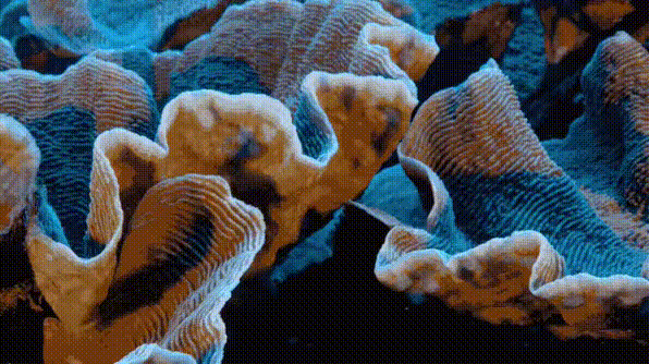 Giant healthy reef discovered off Tahiti coast...