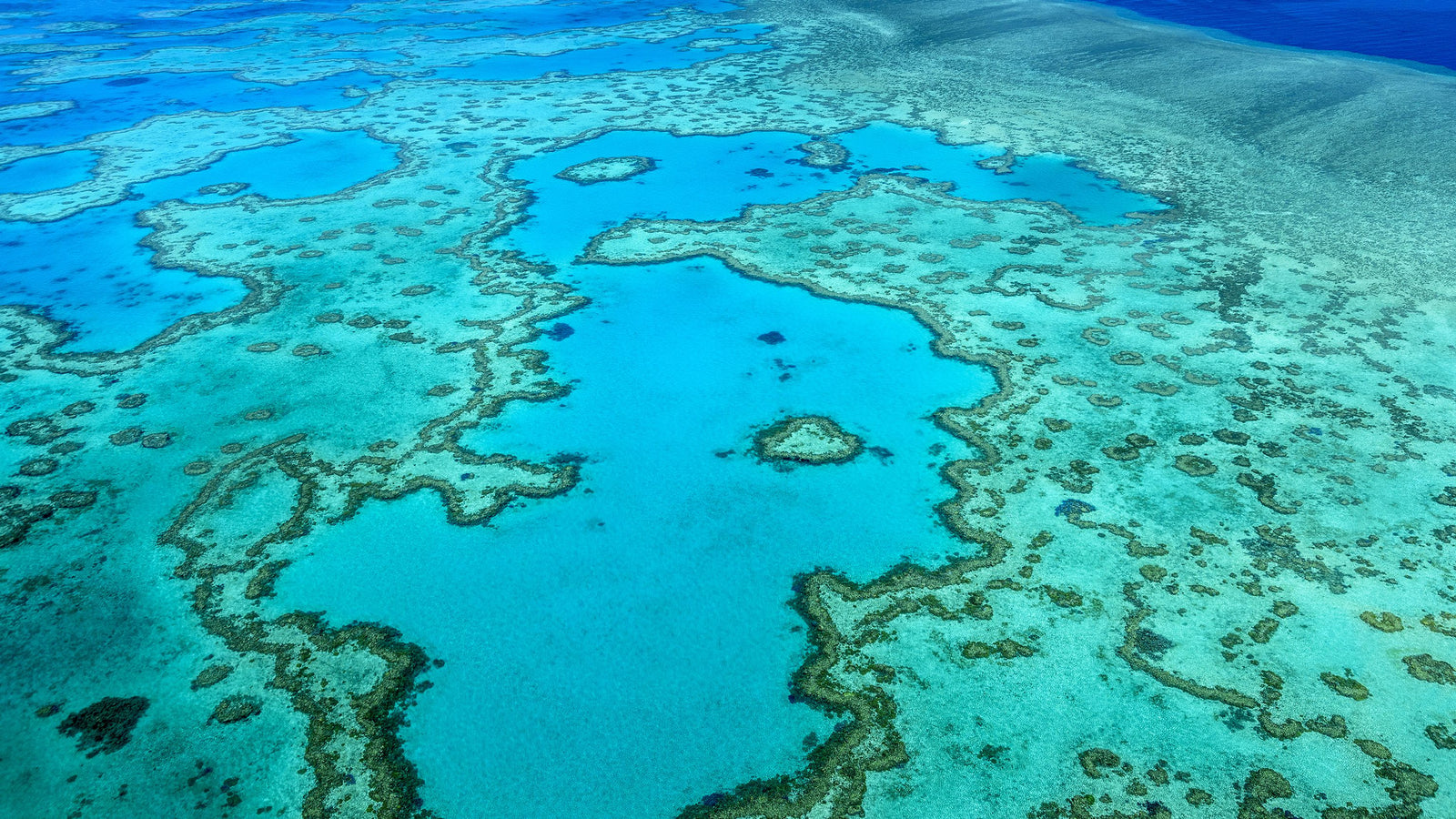 Conservationists Buy Fishing License to Protect Great Barrier Reef Marine Wildlife.