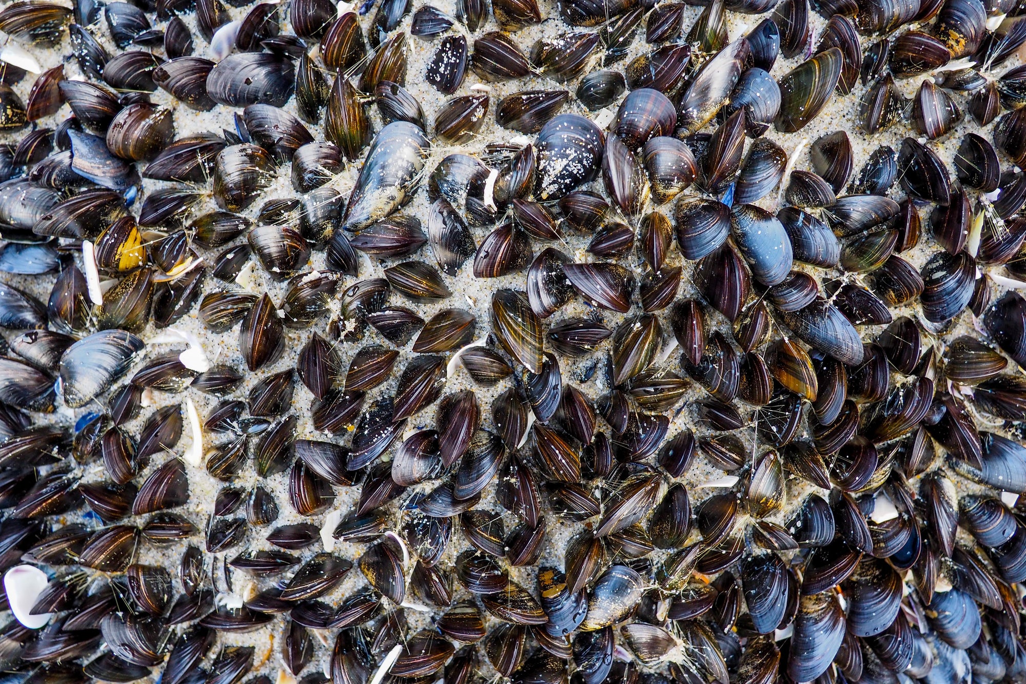 Mussels are being used to filter microplastics...