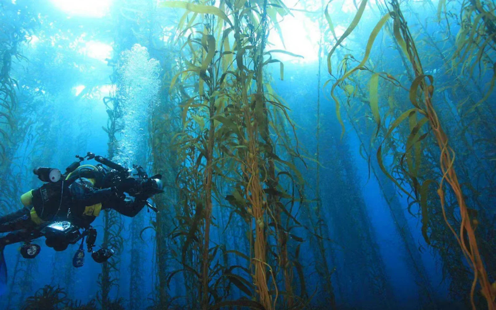 Meet Tasmania's Underwater Gardeners, Replanting a Forest by Hand