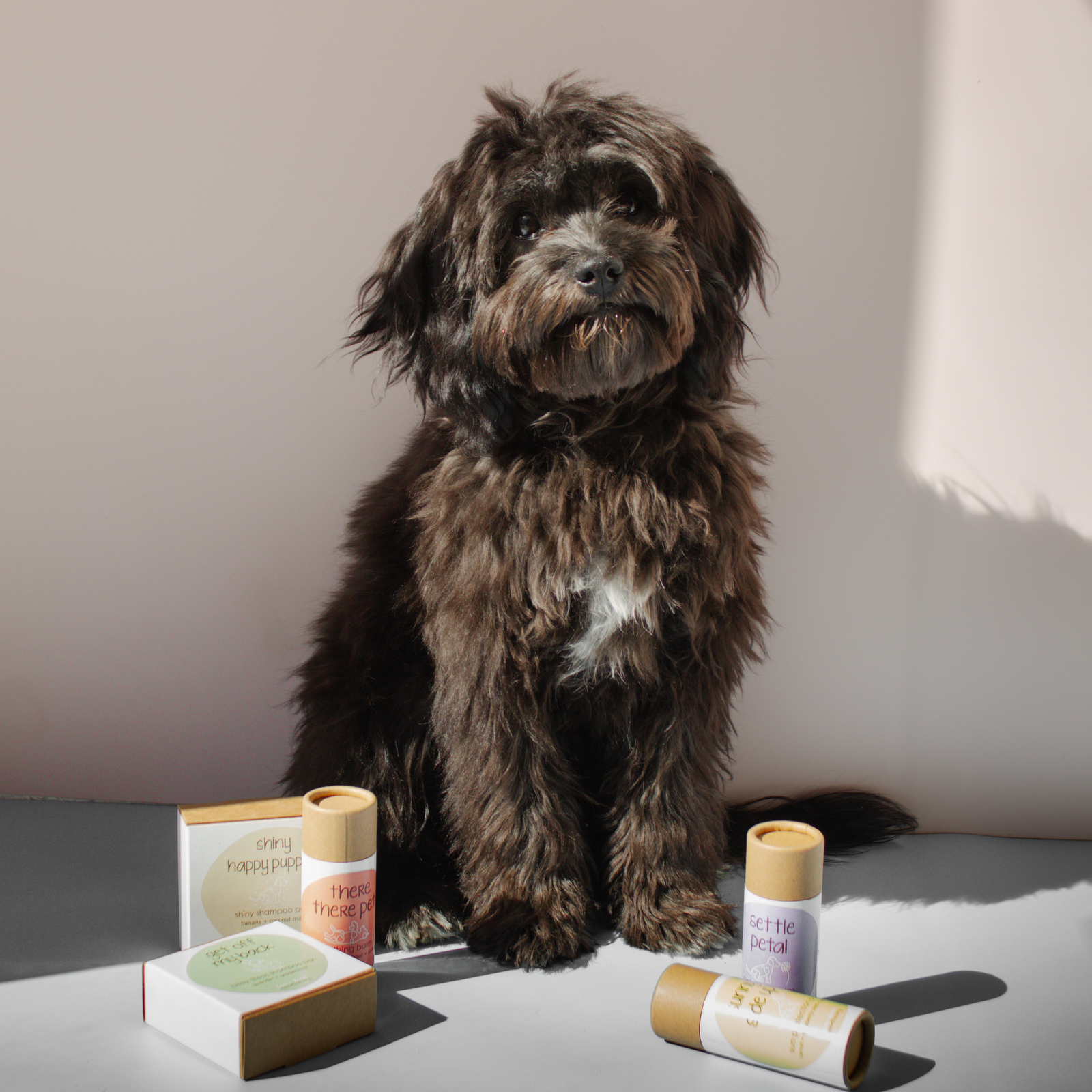 🐶🐈‍⬛ Furry friends