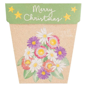 Go-For-Zero-Australia-Sow-N-Sow-Australia-Christmas-Native-Daisies-Seed-Gift