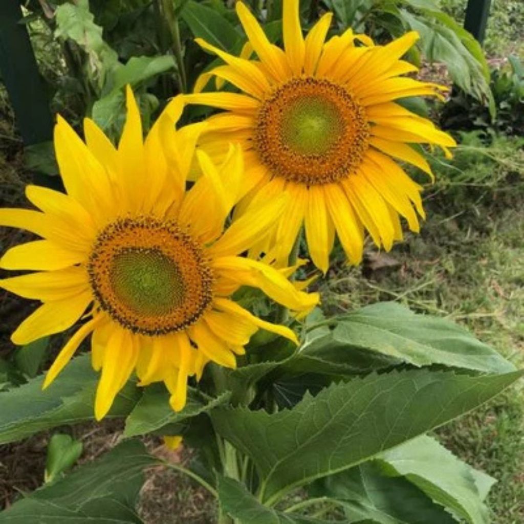 Go-For-Zero-Australia-Sow-n-Sow-Australia-Christmas-Sunflower-Seeds-Gift-Garden