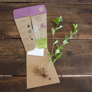 Go-For-Zero-Australia-Sow-n-Sow-Australia-Sweet-Pea-Gift-Open
