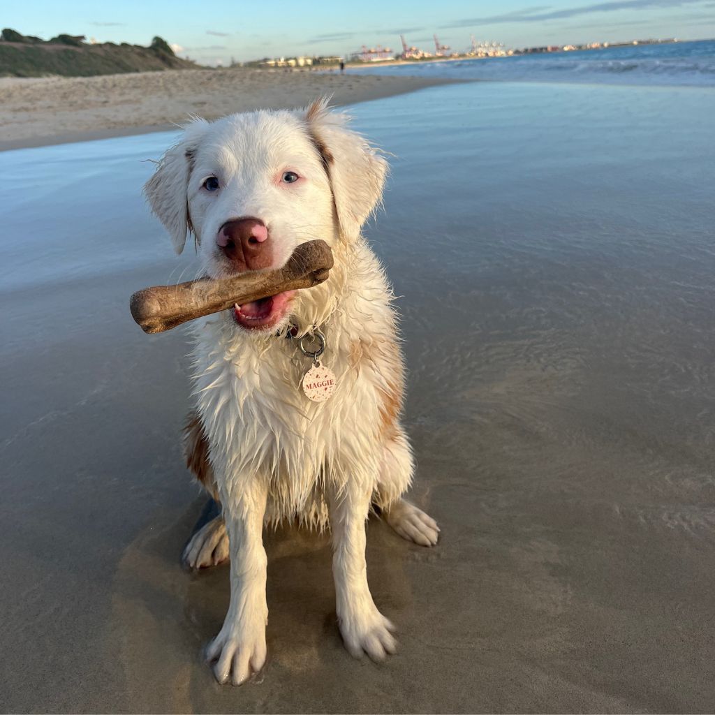 Go-For-Zero-Australia-The-Kelpy-Bone-Home-Compostable-Plastic-Free-Dog-Chew-Toy-Styled