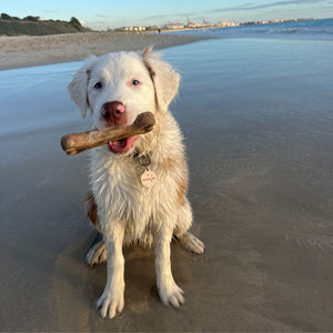 Go-For-Zero-Australia-The-Kelpy-Bone-Home-Compostable-Plastic-Free-Dog-Chew-Toy-Styled