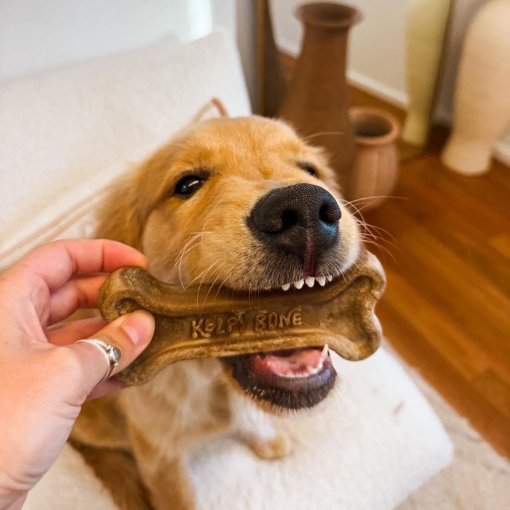 Go-For-Zero-Australia-The-Kelpy-Bone-Home-Compostable-Plastic-Free-Dog-Chew-Toy