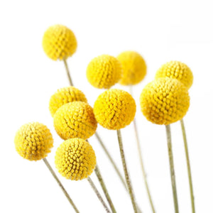Go-For-Zero-Australia-Urban-Greens-Australia-Australian-Native-Billy-Buttons-Grow-Kit-Flowers