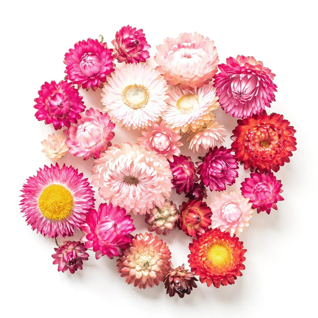 Go-For-Zero-Australia-Urban-Greens-Australia-Australian-Native-Everlasting-Daisies-Grow-Kit-Flowers