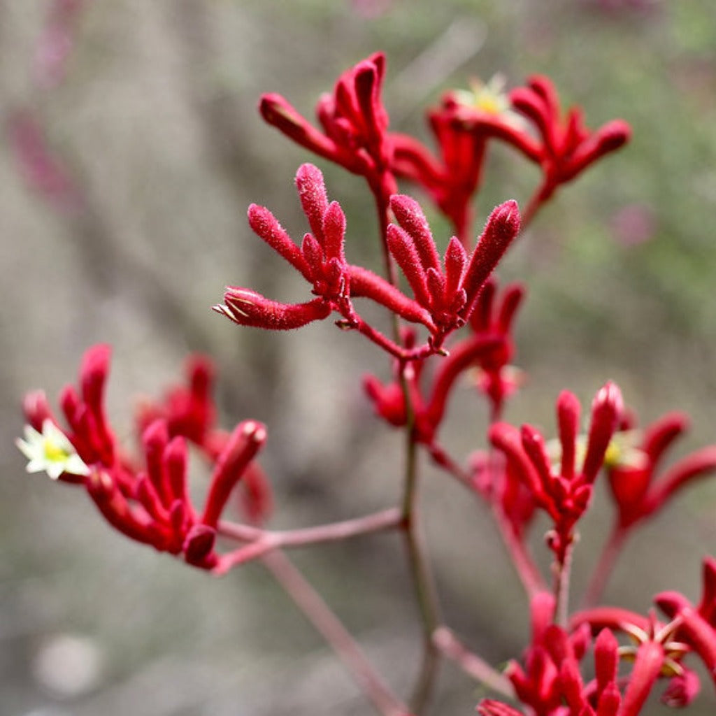 Go-For-Zero-Australia-Urban-Greens-Australia-Australian-Native-Kangaroo-Paws-Grow-Kit-Flower