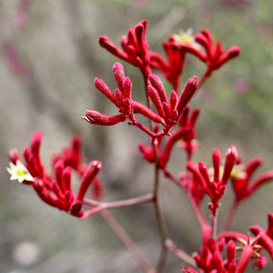 Go-For-Zero-Australia-Urban-Greens-Australia-Australian-Native-Kangaroo-Paws-Grow-Kit-Flower